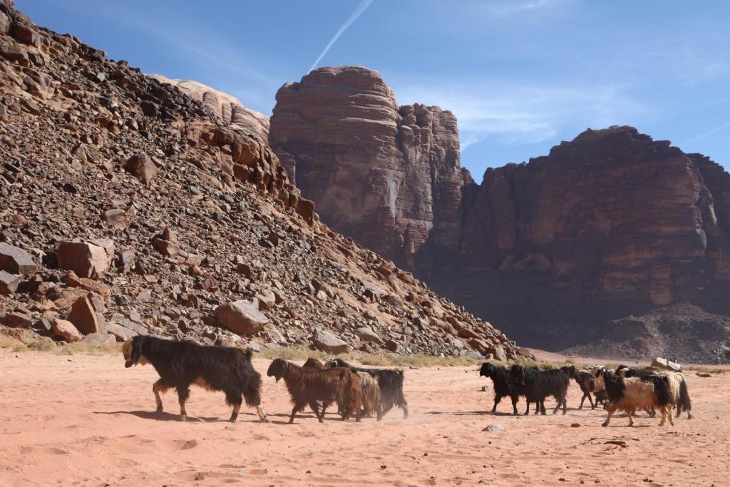 Bedouin Expedition Wadi Rum Zewnętrze zdjęcie