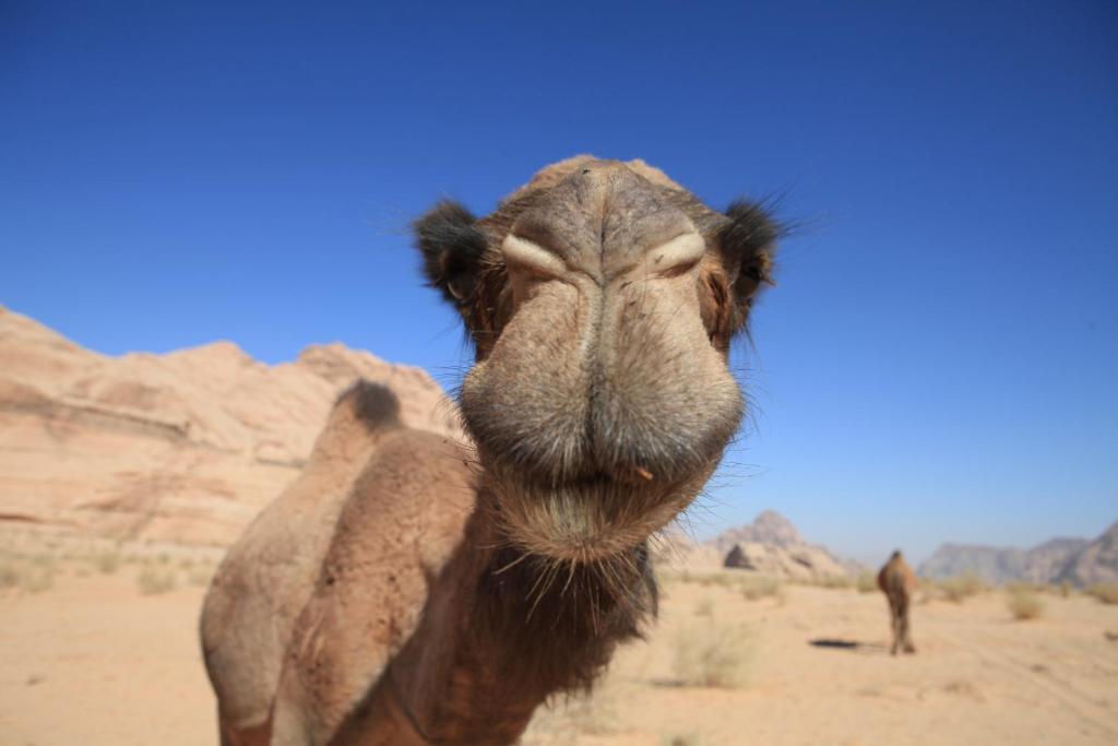 Bedouin Expedition Wadi Rum Zewnętrze zdjęcie