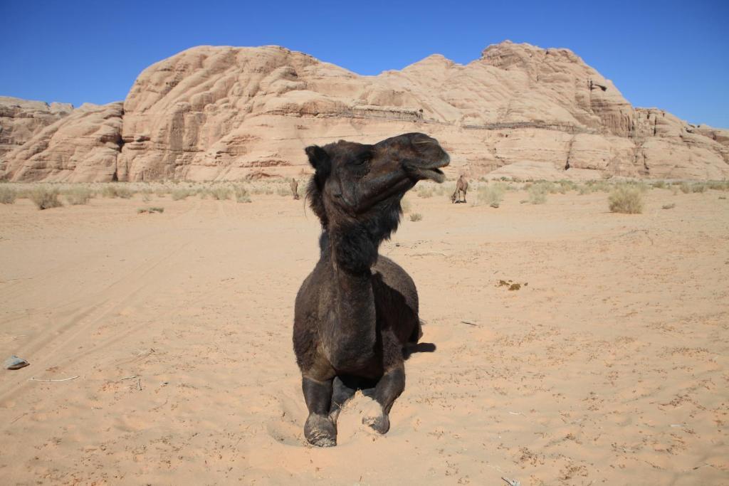 Bedouin Expedition Wadi Rum Zewnętrze zdjęcie